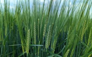 Organic Cereals Field Walk