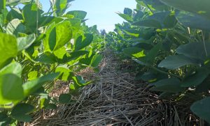 No Till, No Spray, No Weeds & Experiences in Organic