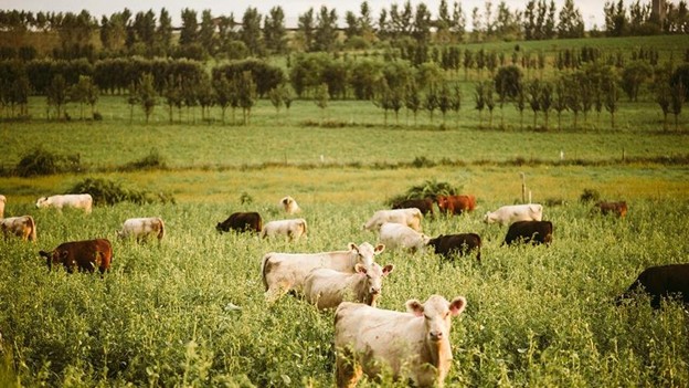 Cows standing in field